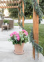 Pink Uv Protected Indoor/Outdoor Geranium Bush - 18" SLK-FBG040-PK