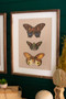 Set Of Two Framed Butterfly Prints Under Glass (CMK1196)