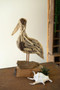 Driftwood Pelican (DWA1009)