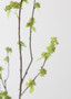 Artificial Branch With Green Buds - 40" SLK-FSB014-GR