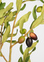 Artificial Olive Leaf Branch - 46" WIN-95243-BKGR