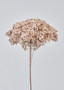 Large Bloom Taupe Preserved Hydrangea Flower - 19.5-22" ALI-W-HYD-DTP