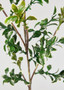 Natural Touch Variegated Artificial Button Leaf Branch - 32" SAF-FL1582-GC