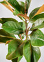 Faux Magnolia Leaf Branch - 41" WIN-95078-GR
