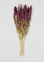 Natural Red Amaranthus Dried Flower Bundle - 20-28" LAM-01600.000.0
