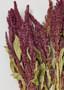 Natural Red Amaranthus Dried Flower Bundle - 20-28" LAM-01600.000.0