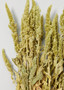 Green Dried Flower Amaranthus Bundle - 19-22" LAM-01599.000.0