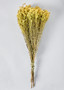 Yellow Dried Flowers Solidago Goldenrod Bundle - 23-28" LAM-01910.000.0