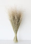 Dried Indian Rice Grass - 22-28" LJF-RICE