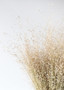 Dried Indian Rice Grass - 22-28" LJF-RICE