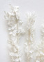 Bleached White Dried Ruscus Leaves - 24-36" ALI-YDF-RUSCUS-WHT