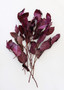 Purple Preserved Salal Leaves - 12-20" LAM-01969.085.0