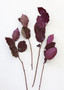Purple Preserved Salal Leaves - 12-20" LAM-01969.085.0
