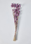 Purple Dried Phalaris Grass Bundle - 15-18" OCH-42020-430