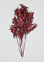 Bordeaux Preserved Scarlet Oak Leaves - 19-27" LAM-01774.066.0