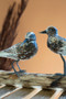 Painted Wooden Shore Birds On A Wooden Base (DRA1032)
