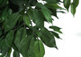 58" Tall Decorative Ficus Artificial Plant - Black Pot (I 9564)