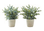13" Tall Eucalyptus Grass Artificial Plant - White Pots (Set Of 2) (I 9581)