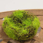 Mossy Vine Birdnest 5" FSR828285