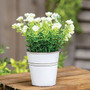 White Astilbe Flowers In White Metal Garden Bucket GB70141