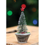 Homegrown Christmas Tree In Planter