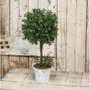 New England Boxwood Topiary 14.75" FXP78281 By CWI Gifts