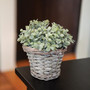 Gray Willow Basket (5 Pack)