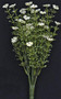 White Astilbe Bush, 10-1/2" (5 Pack)