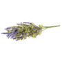 English Lavender Bush, 16"