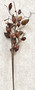 Dried Rose Hip Pick (5 Pack)