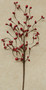 Red Bean Berry Pick FISB23320 By CWI Gifts