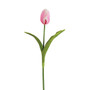 Tulip Pick - Box Of 2