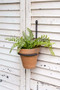 Forged Plant Hanger With Terra Cotta Pot