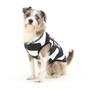 Convict Dog Costume, M MCOS-603M