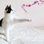 Interactive Teaser Wand Cat Toy With Feather ACTY-101