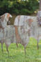 Decorative Set Of Three Corrugated Metal Christmas Sheep Yard Art