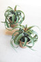 (2 Pack) Artificial Airplant In A Pot