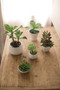 5 Set Artificial Succulents W White Ceramic Pots