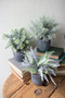 (3 Set) Fern Succulents With Round Grey Planter
