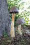 Decorative Set Of 2 Metal Mushrooms