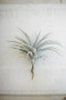 (4 Pack) Decorative Giant Artificial Airplant