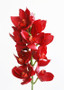 Faux Cymbidium Orchid Spray In Red - 38" Tall