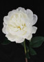 Real Touch Peony In White - 20" Tall