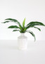 Plastic Tropical Bromeliad Leaf Plant - 11" Tall (Bundle Of 2)