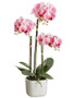Pink Fake Orchid Flower Plant In Terracotta Pot - 25" Tall