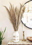 Bundle Of 25 - Dried Natural Pampas Grass - Ships Alone