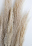 Bundle Of 25 - Dried Natural Pampas Grass - Ships Alone