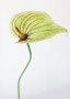 Faux Anthurium Flower Spray In Green Burgundy - 24" Tall (Bundle Of 2)