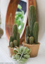 Fake House Plants Column Cactus In Pot - 9.5" Tall
