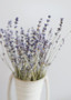 Natural French Lavender Dried Flower Bundle